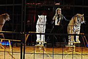 Suzanne Chipperfield: Tiger (Foto: Ingrid Grossmann